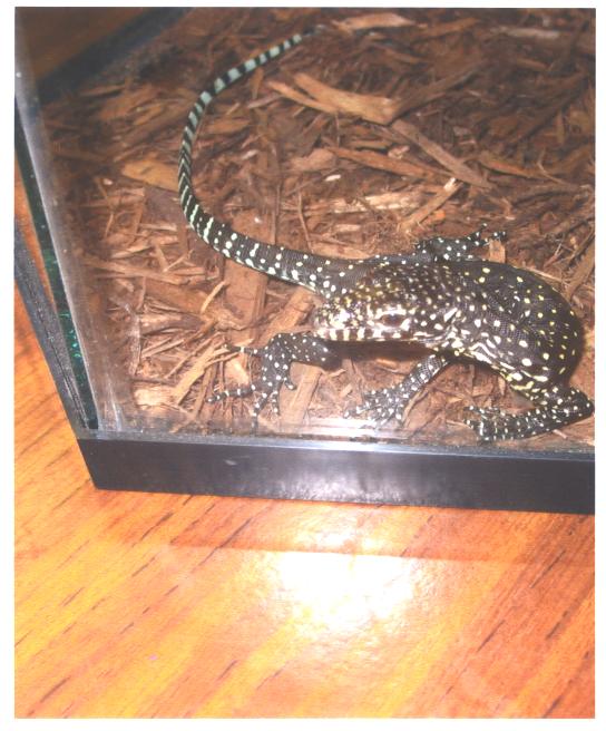 blue tegu or blue tailed or blue tailed monitor dont' remember