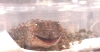 tokay tokay