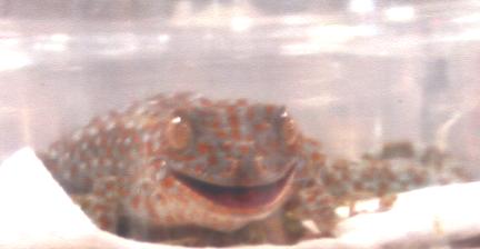 tokay tokay