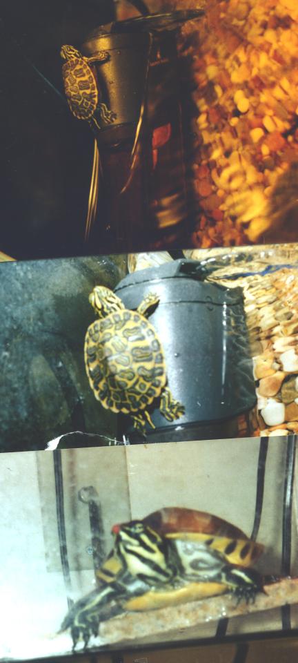florida turtle