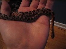 cornsnakeokeetee