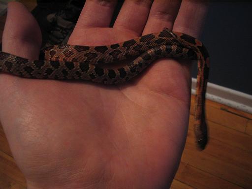 cornsnakeokeetee