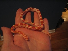 cornsnakealbinos