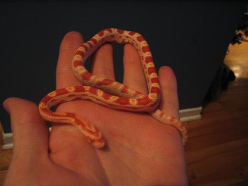 cornsnakealbinos