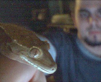 crestedgecko