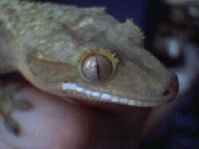 crestiegeck