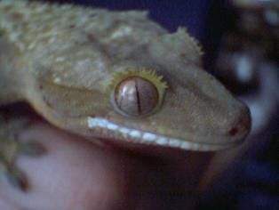 crestiegeck
