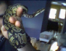 ballpython
