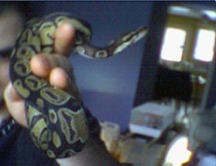 ballpython