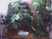 terrageck