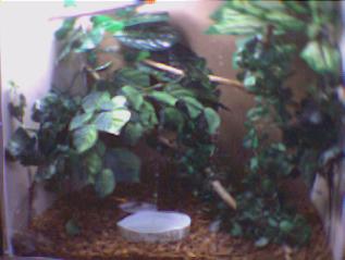 terrageck
