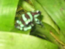 mama laying eggs