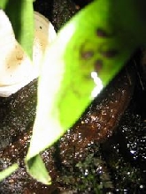 eggs withtails