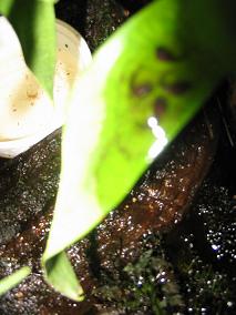 eggs withtails