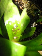 new eggs