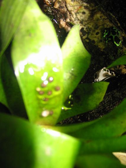 new eggs