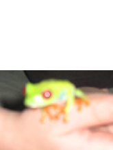 red eye tree frog