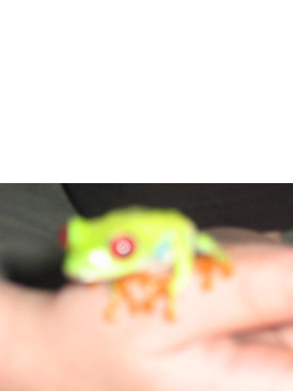 red eye tree frog