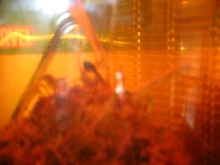 tadpole in tank