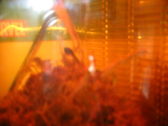 tadpole in tank