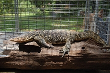 female water monitor in her new cage