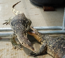 water monitor introduction