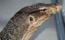 water monitor head shot