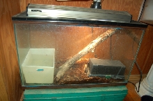 peachthroat tank