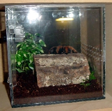 Ariel's new Cube cage