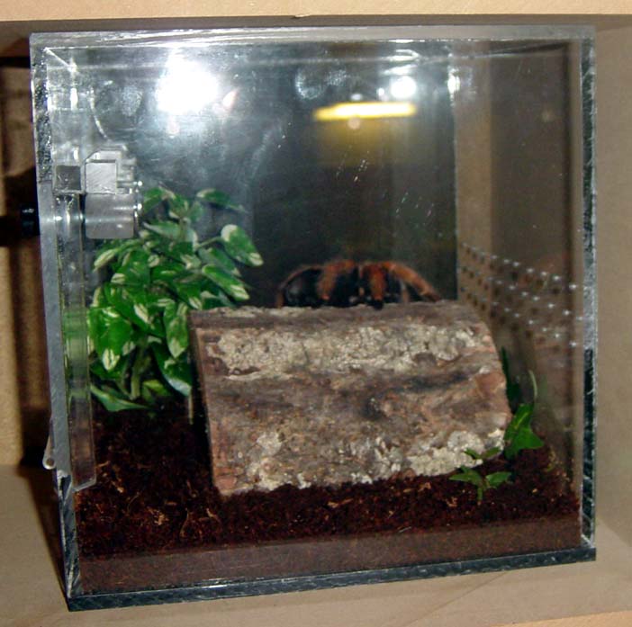 Ariel's new Cube cage