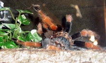 Ariel Molting