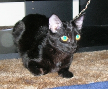 Cleo