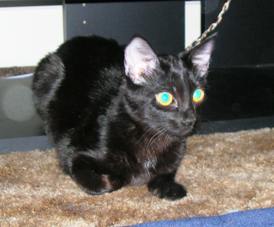 Cleo