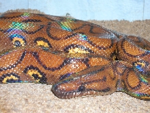 Adult Female Brazilian Rainbow Boa