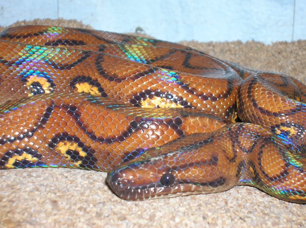 Adult Female Brazilian Rainbow Boa