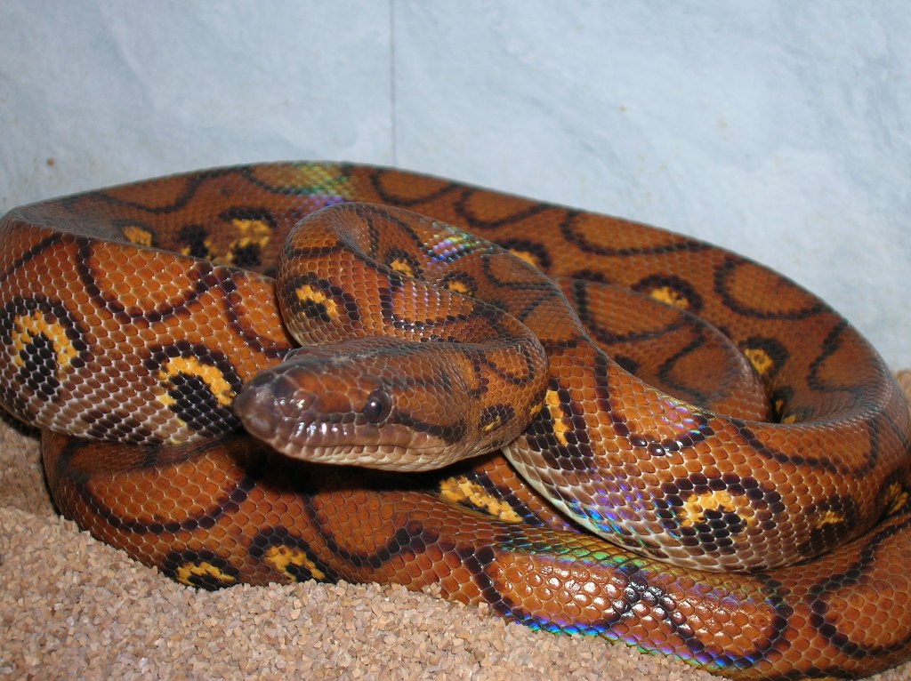Adult Female Brazilian Rainbow Boa