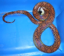 Adult Brazilian Rainbow Boa Feeding