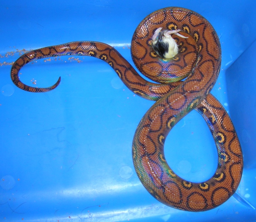 Adult Brazilian Rainbow Boa Feeding