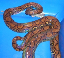 Adult Brazilian Rainbow Boa Feeding