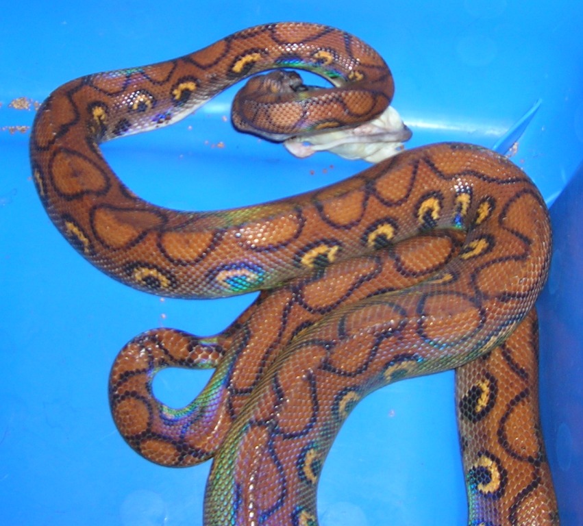 Adult Brazilian Rainbow Boa Feeding