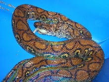 Adult Brazilian Rainbow Boa Feeding