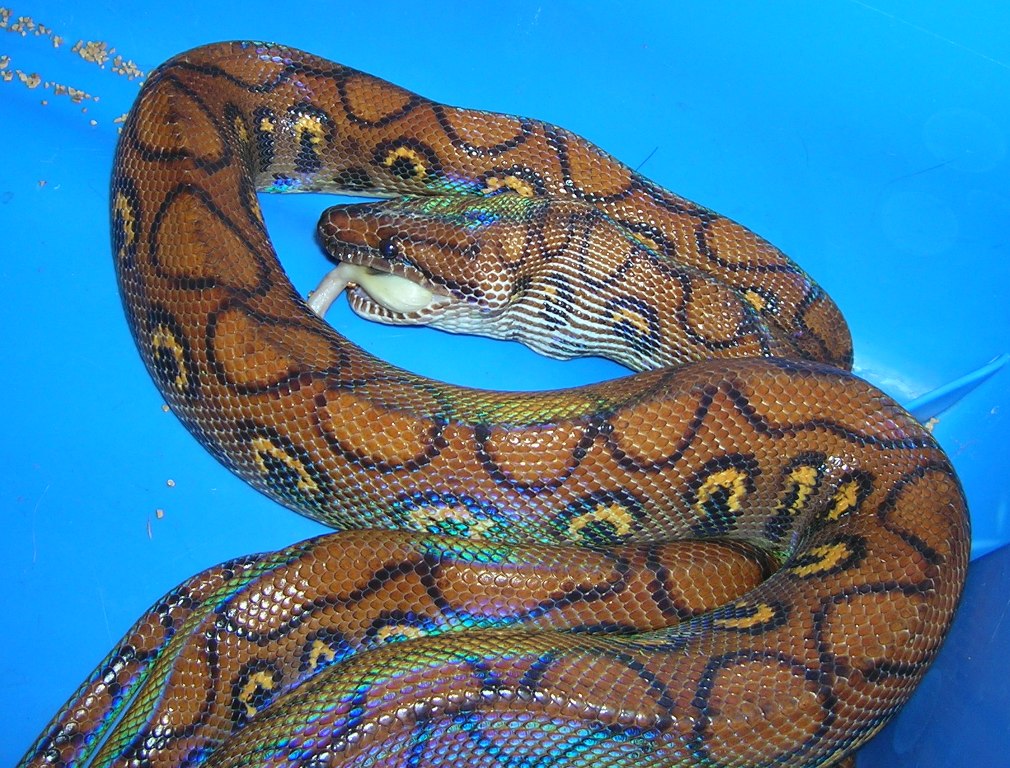 Adult Brazilian Rainbow Boa Feeding