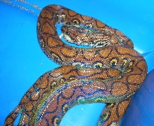 Adult Brazilian Rainbow Boa Feeding