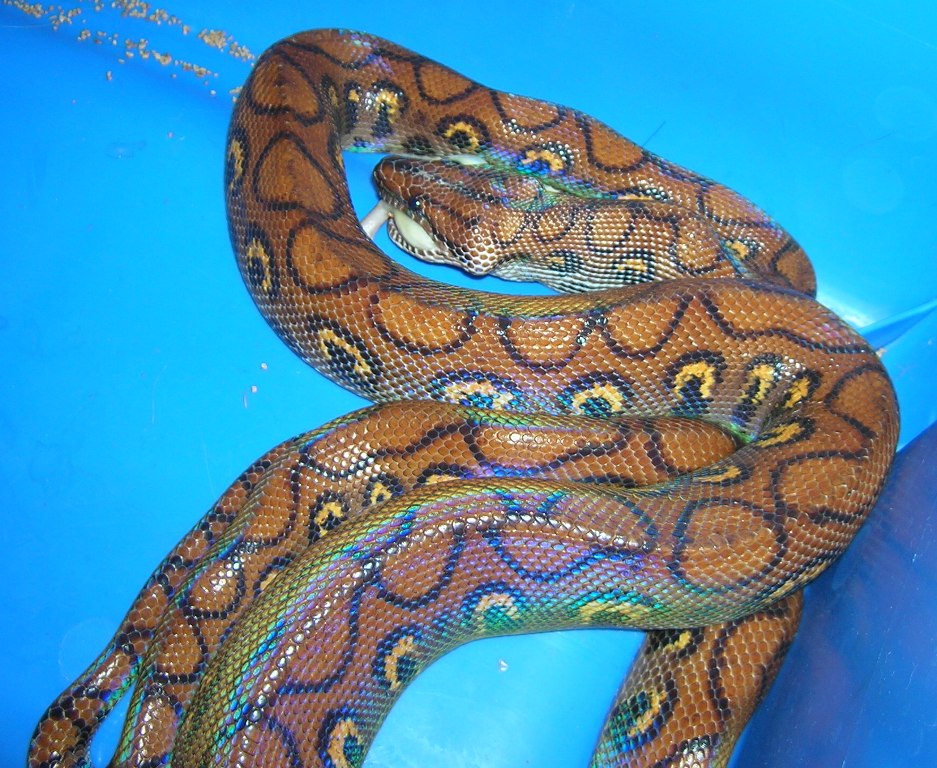 Adult Brazilian Rainbow Boa Feeding