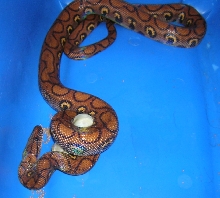 Adult Brazilian Rainbow Boa Feeding