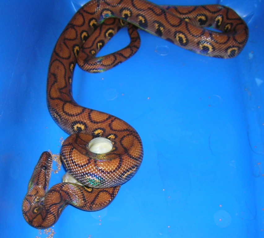 Adult Brazilian Rainbow Boa Feeding