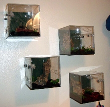 On the wall!