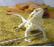 Galadriel New Cage