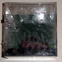 Princess' cube