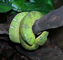Smog juvenile northern ETB